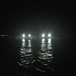 朝のサビキ釣り